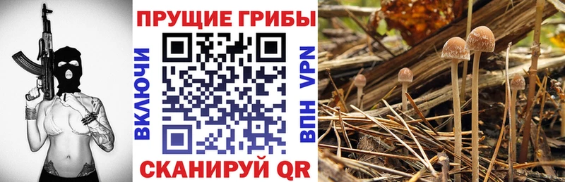 Купить  Хилок  Псилоцибиновые грибы MAGIC MUSHROOMS 